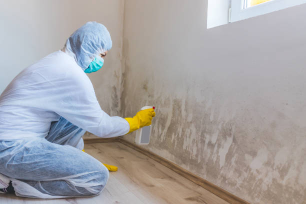Licensed Black Mold Removal service in Damascus, MD - WQB Mold Removal