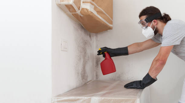 Professional Black Mold Removal technician working in Damascus, MD