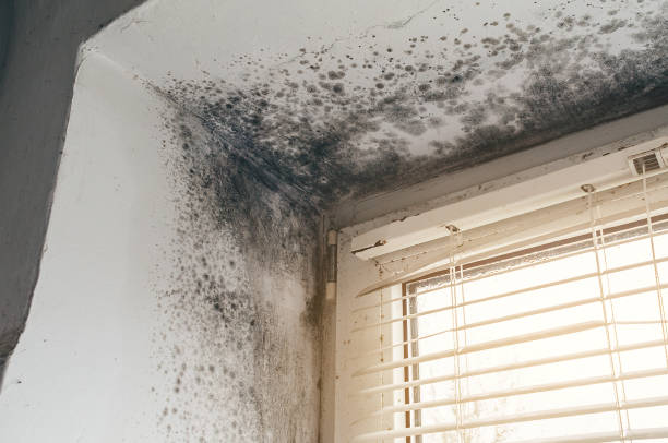 Affordable Black Mold Removal solutions in Damascus, MD