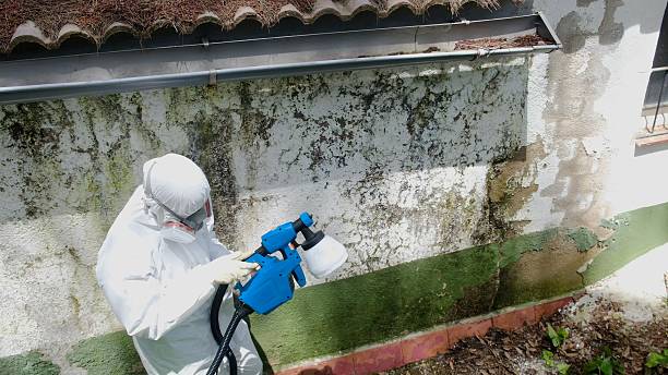 Top rated local Black Mold Removal specialists in Damascus, MD